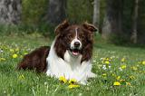BORDER COLLIE 898